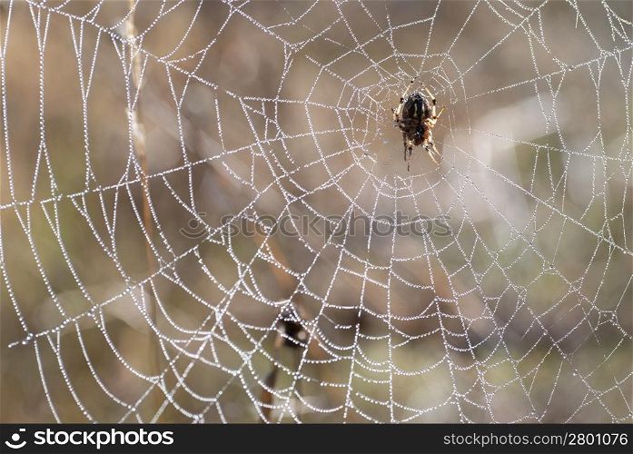 Spider web with shiny drops of water