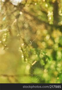 spider web with spider in the forest