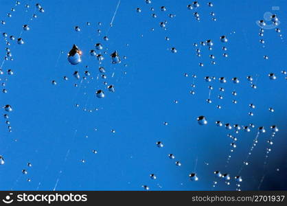 Spider web with water droplets, close-up