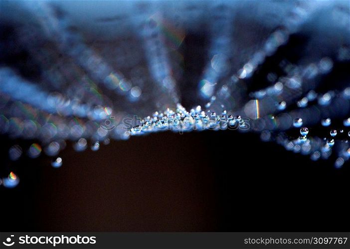 Spider web with water droplets, close-up
