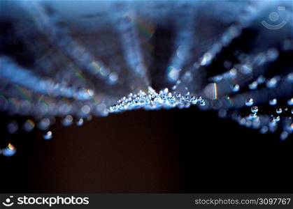 Spider web with water droplets, close-up