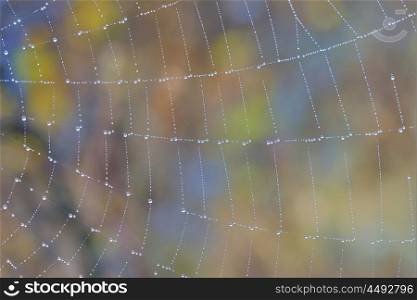Spider web with water drops in forest