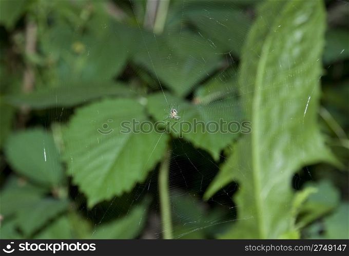 Spider with a web on a background of green foliage