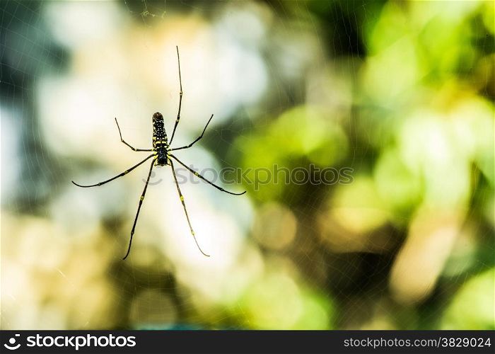 Spider with Defocus Background