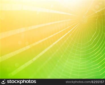Spiderweb background, bright yellow sun light, network of spider, spring season, beauty of wild nature concept
