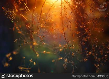 Spiderweb between trees in the forest, abstract natural background, amazing magical view, beautiful mild orange sunset light background, nature of woodland. Spiderweb in the forest