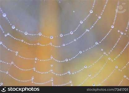 Spiderweb closeup and dew drops in forest