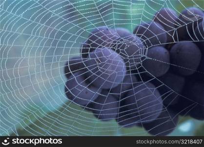 Spiderweb over Grapes