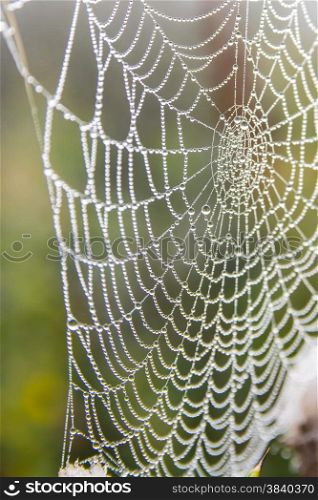 spiderweb with dew in the morning