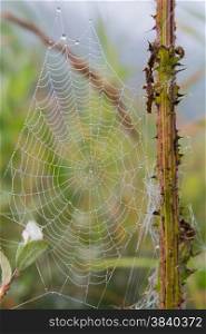spiderweb with dew in the morning