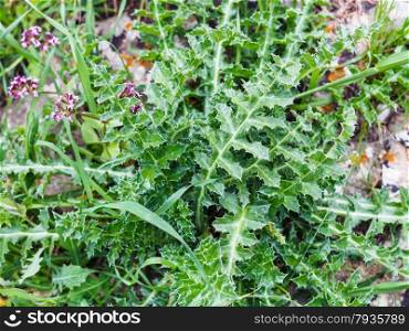 spiked leaves of green plant on wild meadow in spring, Sicily