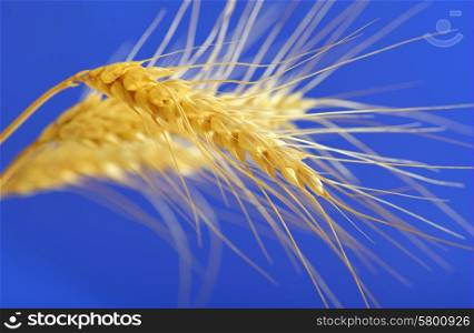 spikelets and grains of wheat on a blue background