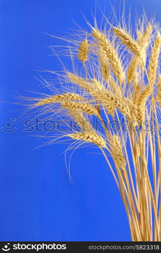 Spikelets and grains of wheat on a blue background