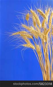 Spikelets and grains of wheat on a blue background