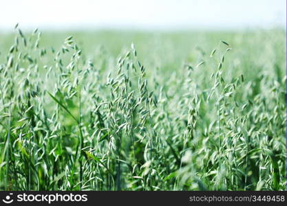 spikelets of oats macro close up