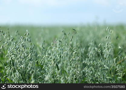 spikelets of oats macro close up