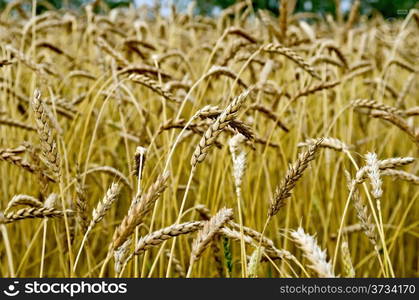 Spikelets of wheat against the background of a wheat field and trees