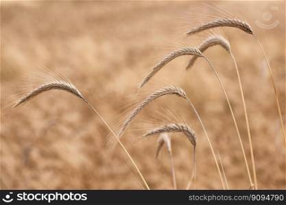 Spikelets of wheat in a yellow field, close-up, selective focus. Beautiful summer nature background with ears of wheat.Yellow wheat field.Ripening spikelets of wheat field.The concept harvest season.