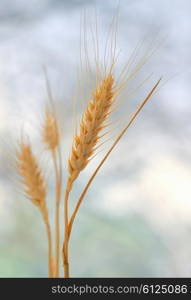 Spikelets of wheat in the sunlight