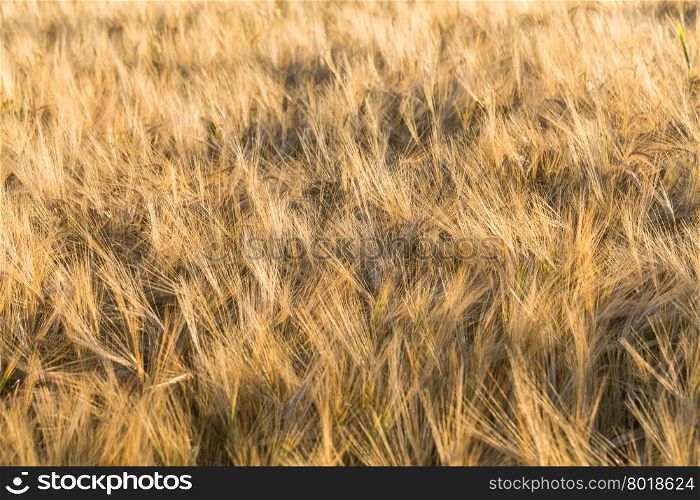Spikelets of wheat in the sunlight. Yellow wheat field