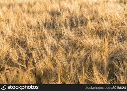 Spikelets of wheat in the sunlight. Yellow wheat field