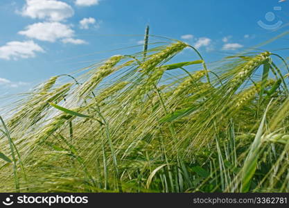 Spikes of barley against the background of blu sky