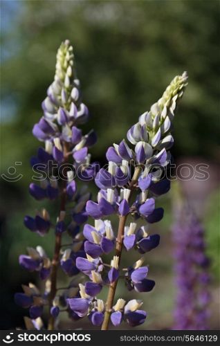 Spikes of purple wildflowers vicia cracca