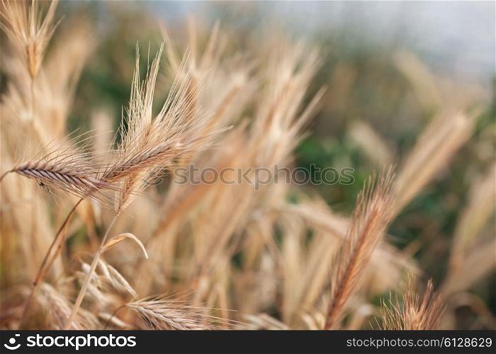 Spikes of young wheat in the sunlight closeup