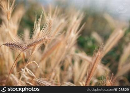 Spikes of young wheat in the sunlight closeup