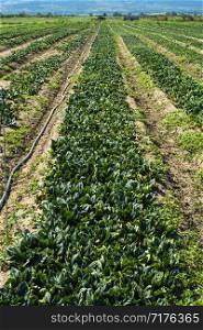 Spinach farm. Organic green vegetables on the field. Agriculture bio production concept.