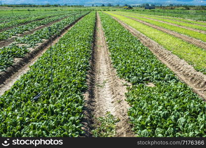 Spinach farm. Organic spinach leaves on the field. Agriculture bio production concept. Sunny day.