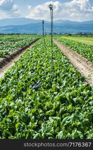 Spinach farm. Organic spinach leaves on the field. Agriculture bio production concept. Sunny day.