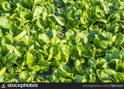 spinach field