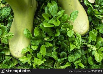 Spinach in organic farm. Bio vegetable food concept. Home garden. Green vegetable background. Soft light.