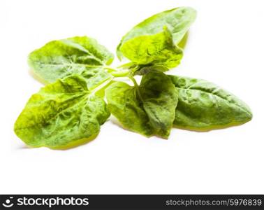 Spinach leaves isolated on a white background. Spinach leaves isolated