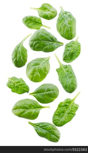 spinach leaves on white background