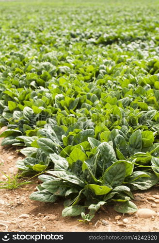 Spinach plantation. Spinach in a rows.