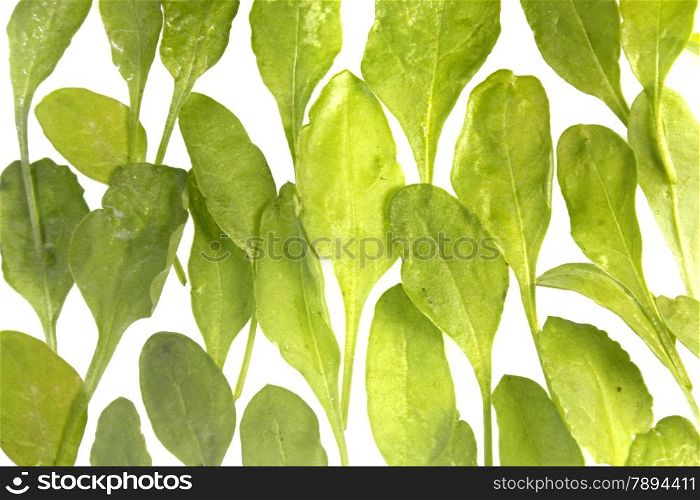 Spinach, Spinacia oleracea is an edible flowering plant in the family of Amaranthaceae. It is an annual plant (rarely biennial)