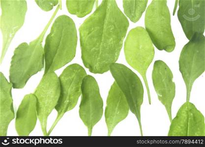 Spinach, Spinacia oleracea is an edible flowering plant in the family of Amaranthaceae. It is an annual plant (rarely biennial)