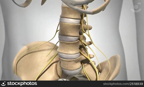 Spinal Cord Under Pressure Of Bulging Disc.Backbone. Backache. Science Anatomy Scan Of Human Spine Bones Glowing 3d illustration. Backbone. Backache. Science Anatomy Scan Of Human Spine Bones Glowing