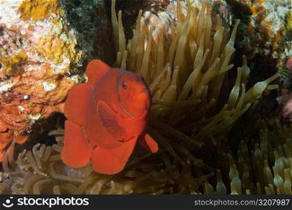 Spine Cheek anemone fish (Premnas biaculeatus) swimming underwater, Papua New Guinea