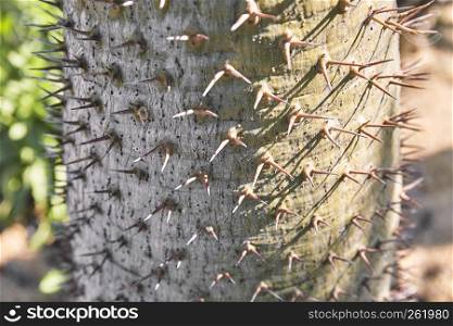 Spines, prickles of cactus trunk, Closeup. Beauty in nature with dangerous.