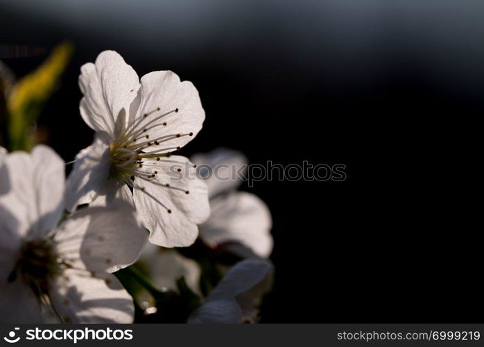spingtime, beautiful blossom of cherry on natural background. Spring, cherry blossoms