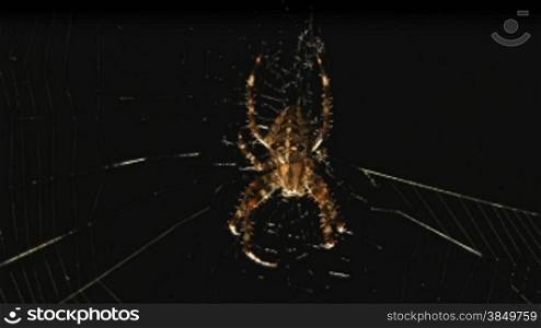 Spinne krabbelt nber Netz