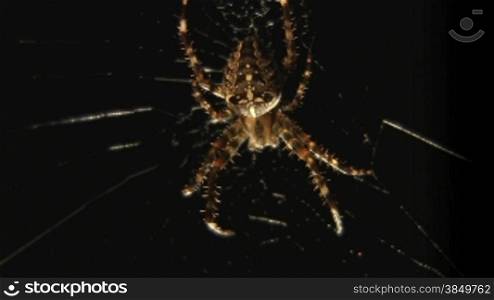 Spinne krabbelt nber Netz