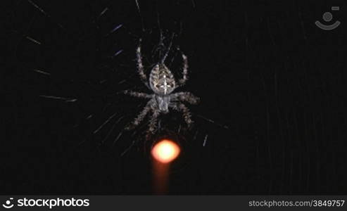 Spinnennetz vor Stra?enlampe