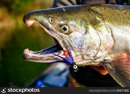 Spinning fishing (lure fishing) trout in lakes of the world. Brook trout (steelhead rainbow trout, char, bull-trout, cutthroat, lax, salmon and pink salmon caught on rotating spinner, close up photography