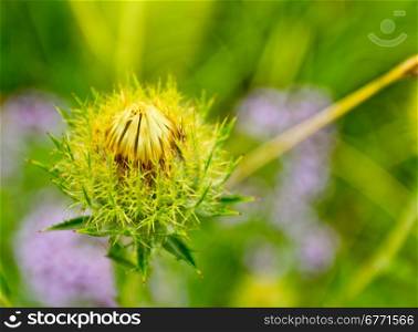 Spiny flower grows on a golden summer meadow in the countryside