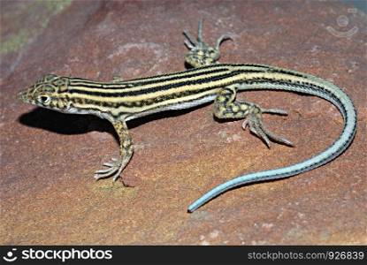 Spiny-Footed Lizard (Acanthodactylus erythrurus), A fussorial species of hacertids found under soft sand. Sam, Jaisalmer, Rajasthan, India.