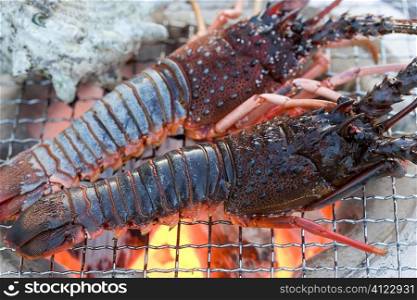 Spiny lobster